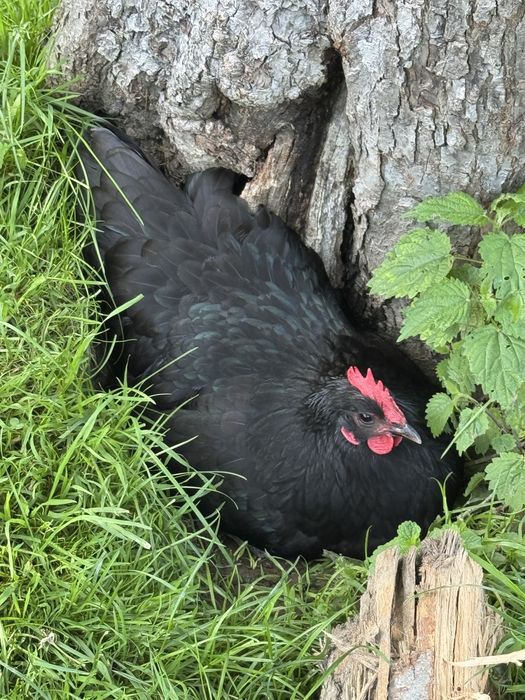Vand pui Australorp Albastru Negru