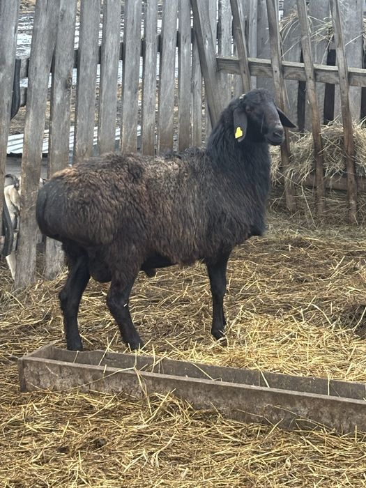 Продам кошкаров гисарской породы!