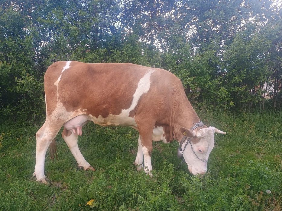 2 vaci baltate de 4 ani si una bruna de Maramures de 3 ani