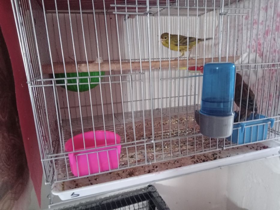 Тайор 3 пара канарейка