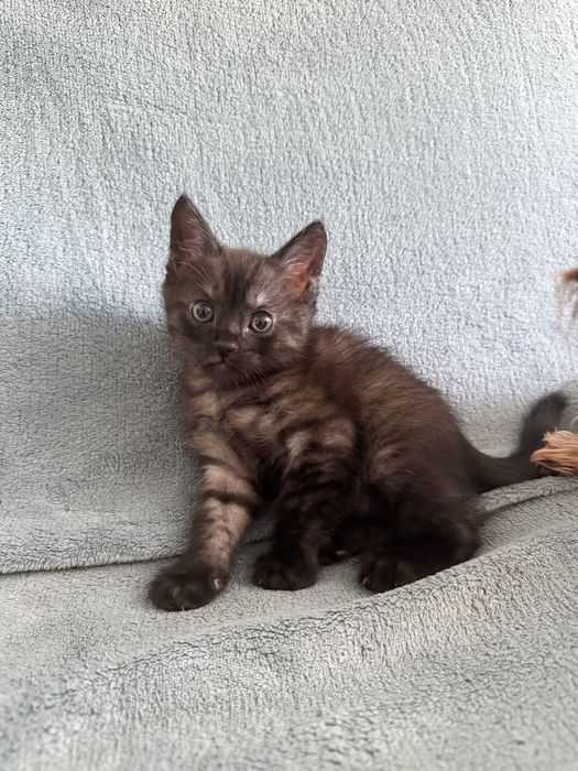 Котенок мальчик ищет любящего хозяина