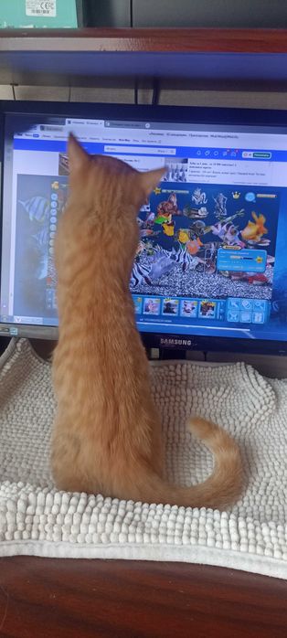 Найден рыжий котенок