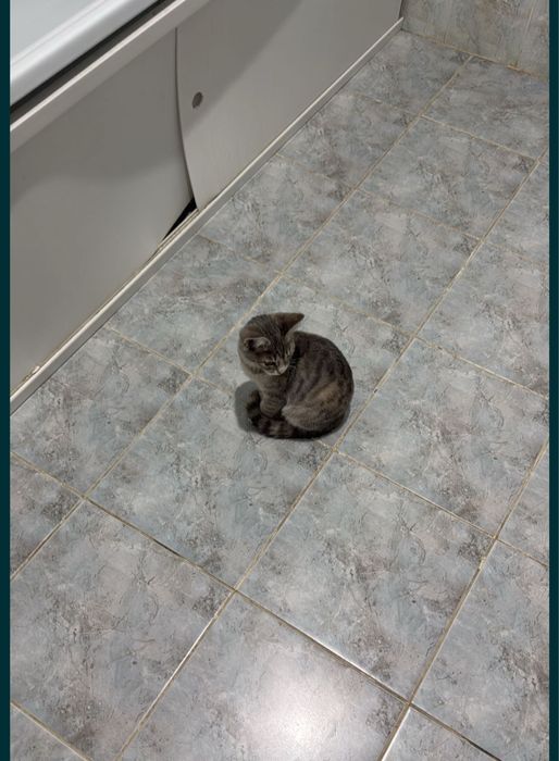 Кошка в добрые руки