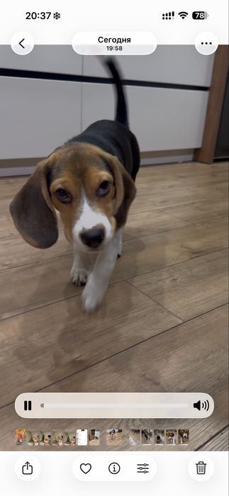 Щенок бигель кабель