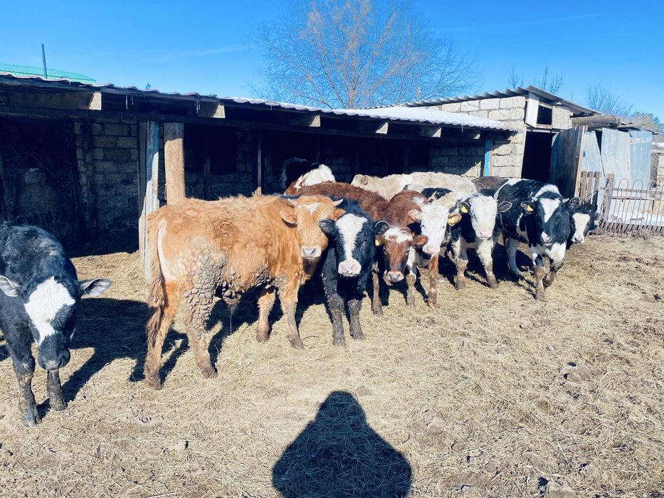 7 қашар 3 бука 10 айлыктар