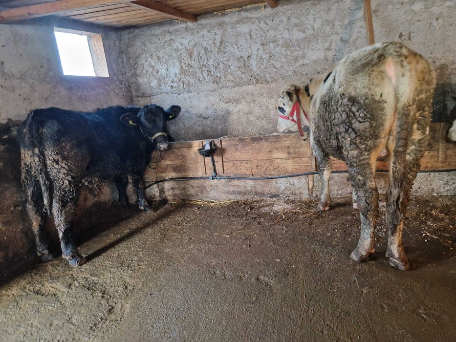 Tăurasi de vânzare