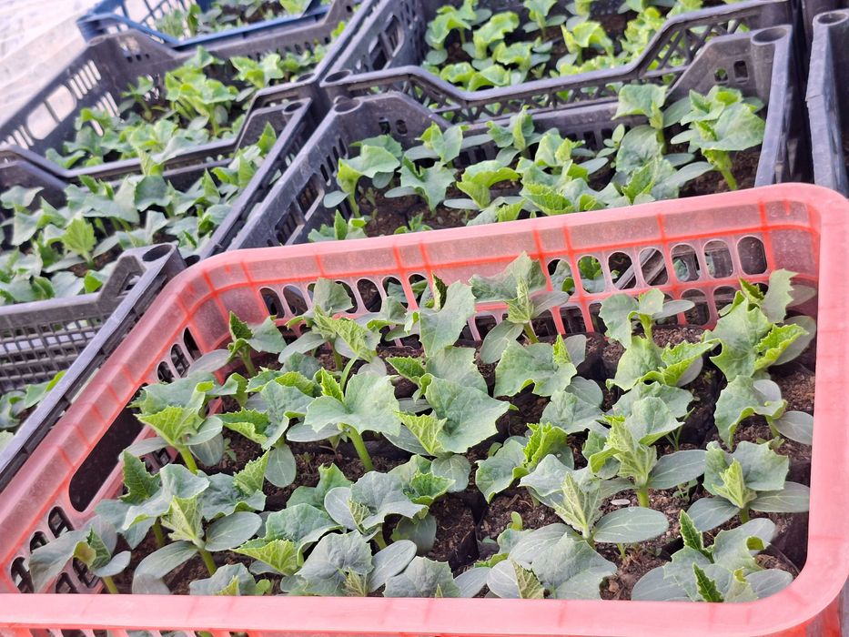 Bodring ko'chati (KIBAN)