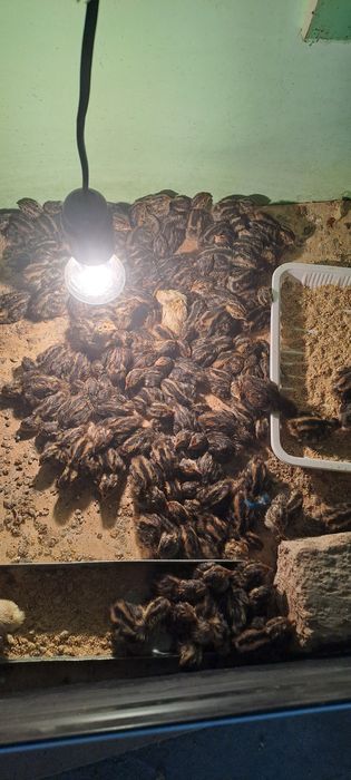 Bedana jo‘jasiga zakaz olamiz