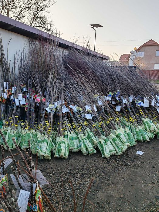 Pomi fructiferi anul 2,3,4 certificați cu rădăcină ambalata