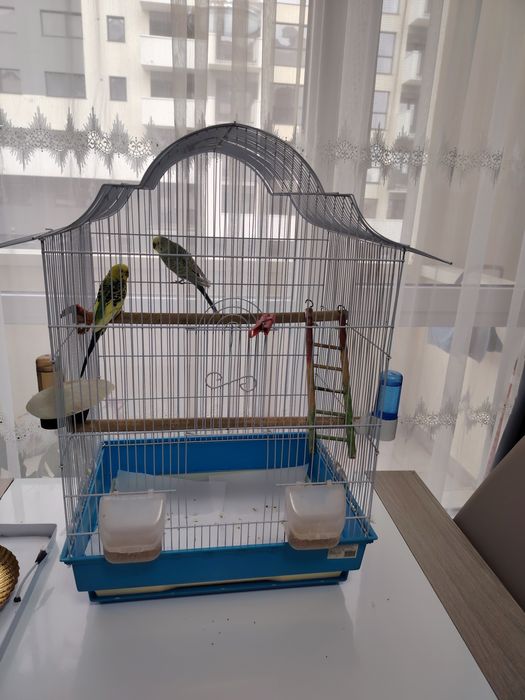Vind papagali perusi pereche cu tot cu cușcă și accesoriii