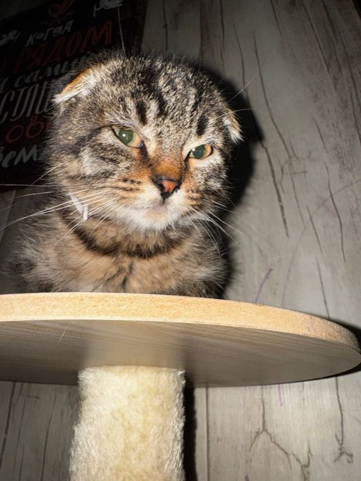 котенок ищет дом