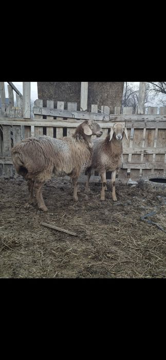 Арашан ұрғашы тоқтылар - ярки