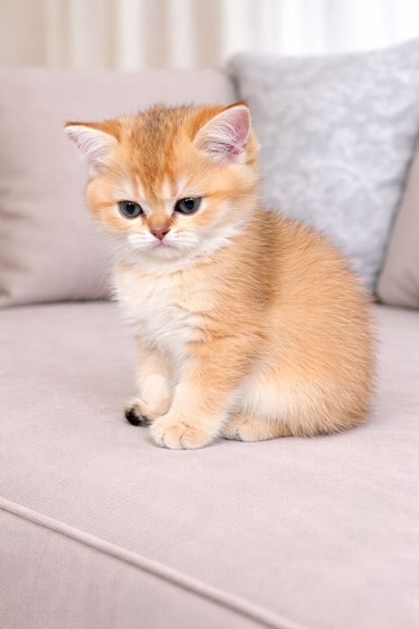 Котята золотой шиншиллы