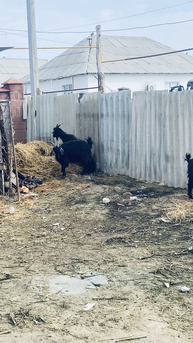 Буаз Ешкылер сатылады