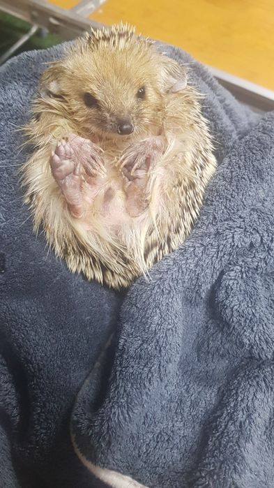 Прожам ежика ручного