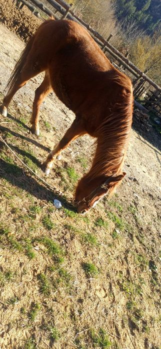 Продавам кон със самар