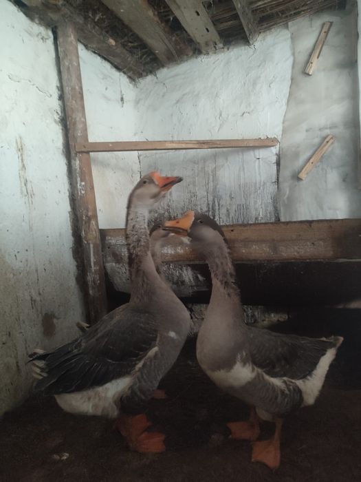 Гусята Серый крупный Линда