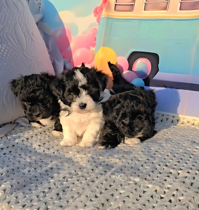 Малтипу /малтийска болонка и пудел тийкъп/