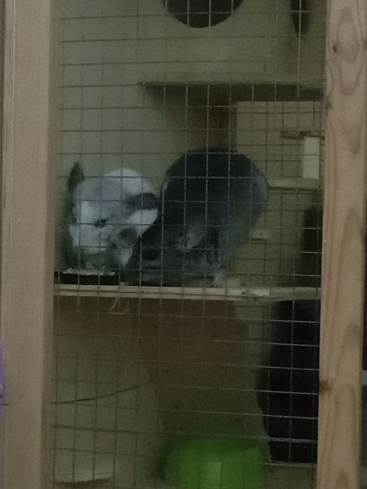 Шиншиллы семья продам