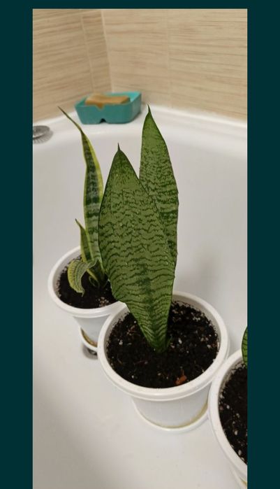 Продам цветы сансеверия Тещин язык ,красивое полезное неприхотливый