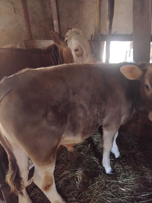 Vind vitel mai multe detali la tel