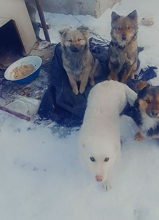 Дарю собаку!       .