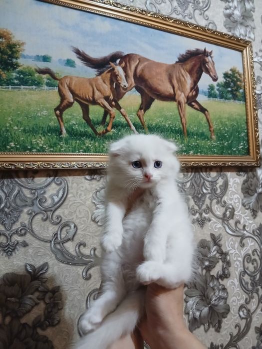 Срочно продаётся котёнок девочка