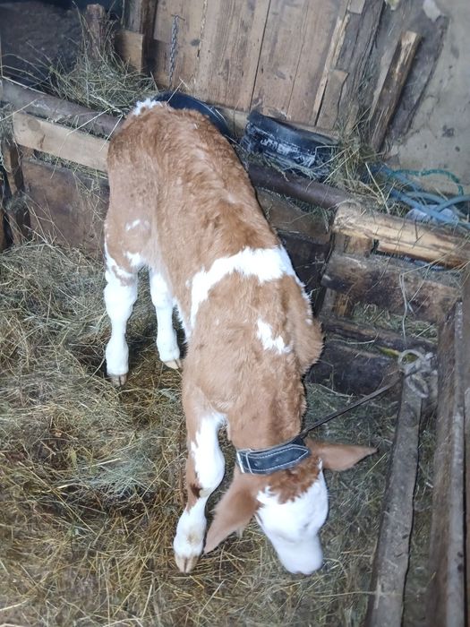 Tăuraș 2 săptămâni