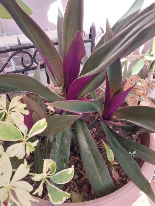 Здравствуйте, комнатные растения