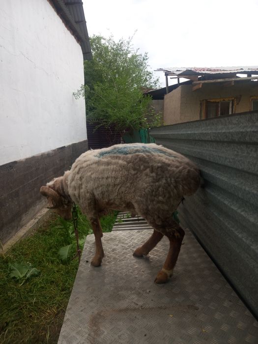 Кошкар баран     .