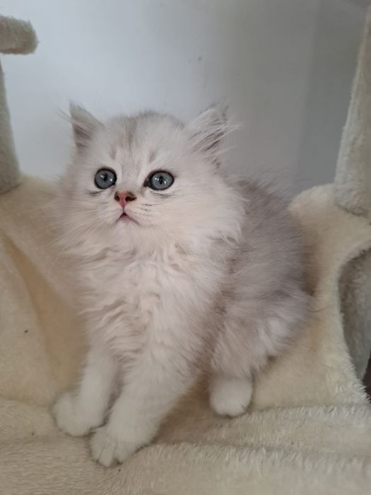 British Longhair