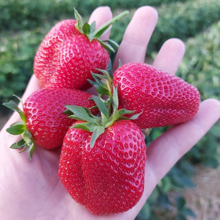 Vindem stoloni capsuni soiuri diverse Albion, Alba , Asia