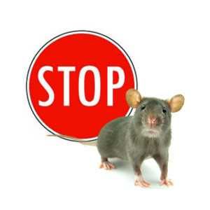 Дезинфекция Дизинфекция Уничтожение клопов таракан dezinfeksiya klapa