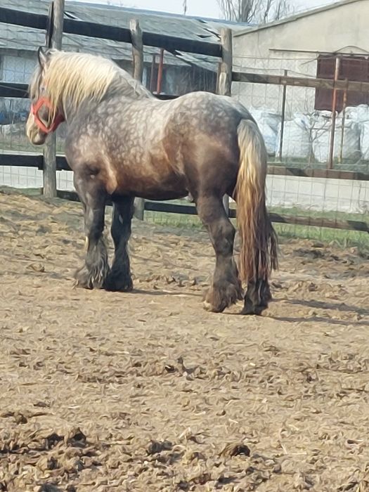 Vand armasar sur de 3 ani