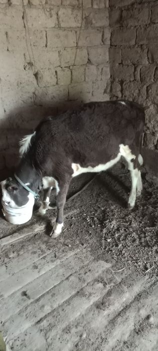 Бір жасар ақ бас тана сатылады