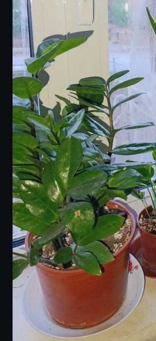 Замиякулькас цветы