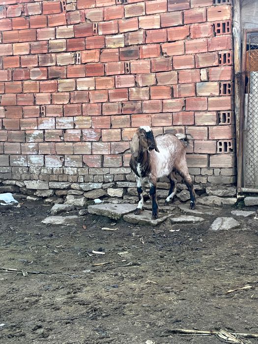 Млад  пърч продава или заменя