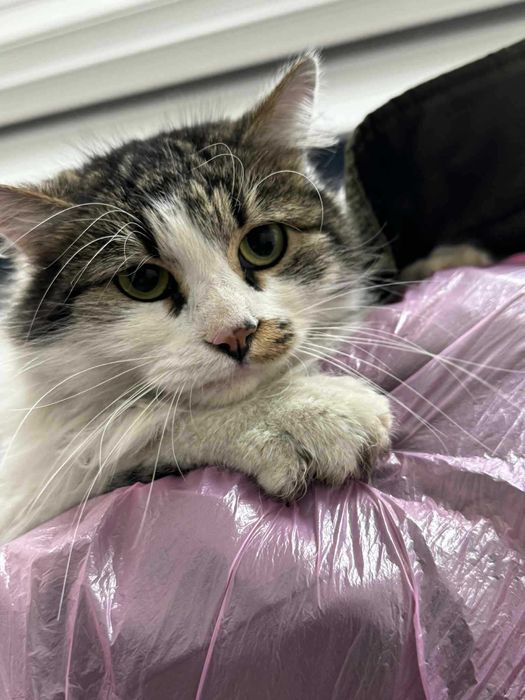 Коте Шишо търси дом