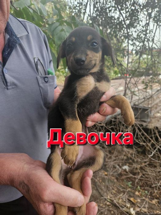 Срочно в добрые руки