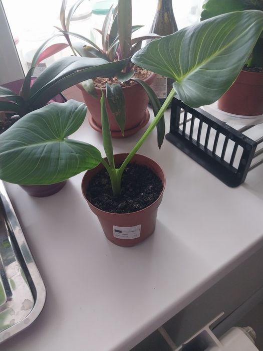 Продам комнатные цветы