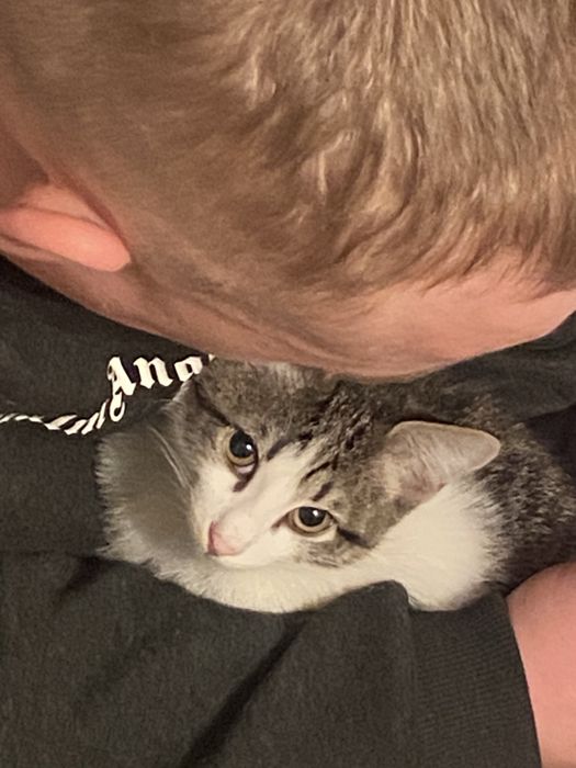 Отдам котенка в хорошие руки