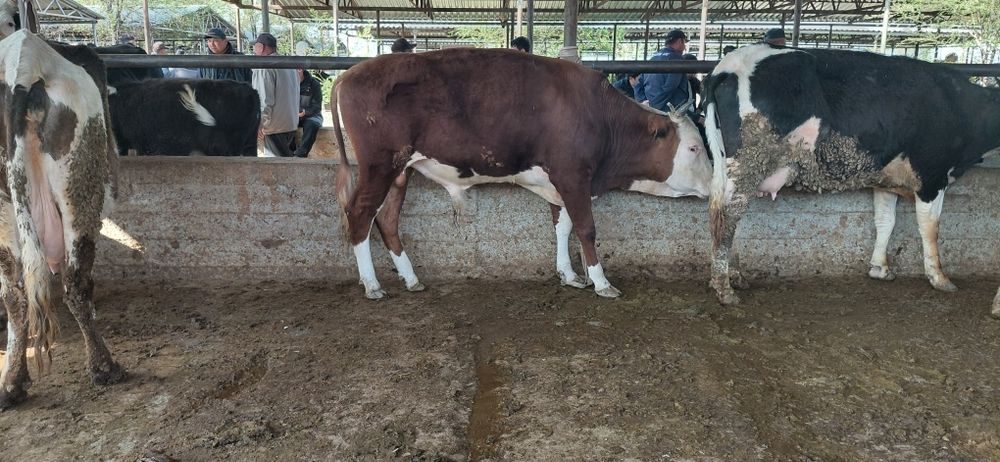 Огиз сатылады бирликде тур