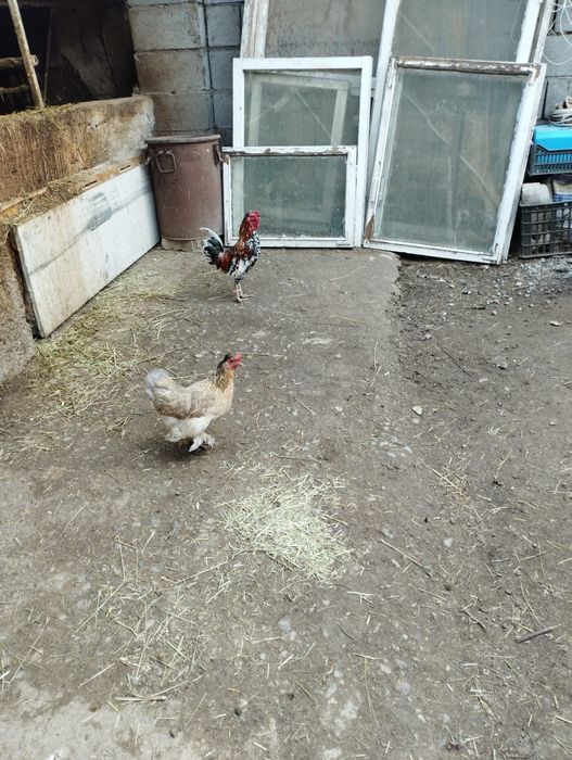 Продам парочку карликов