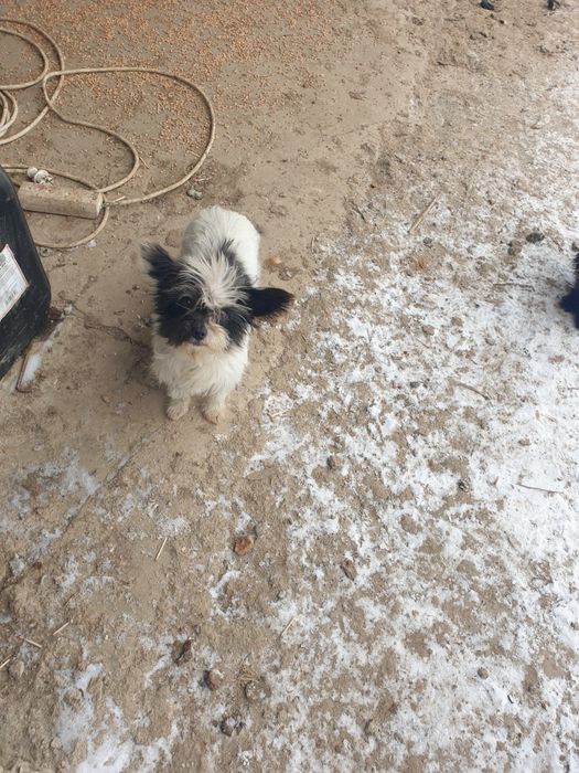 Donez catei talie mica