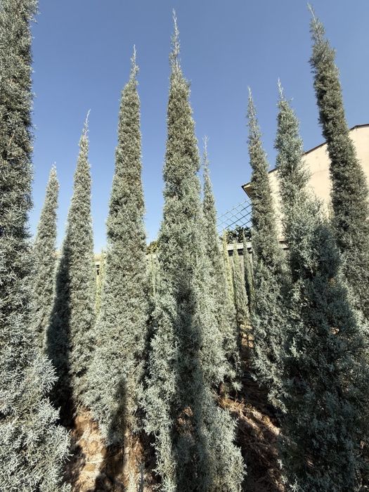 Kiparis Arizonika Archalari Sotiladi