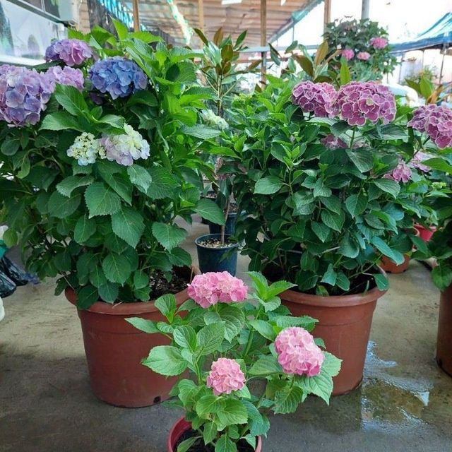 Газон ландшафтный дизайн садовник