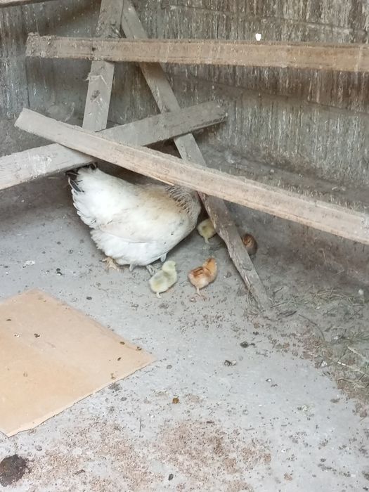 Курица с цеплятами