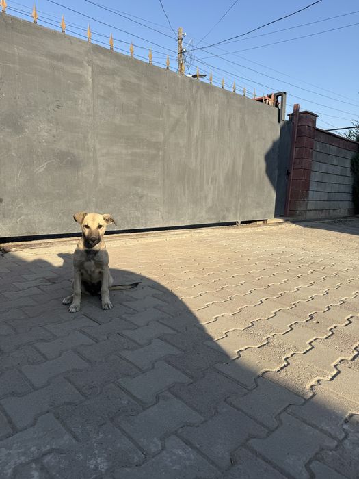 Отдам в хорошие руки