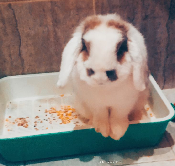 Срочно! Декоративные кролики.Голландские баранчики