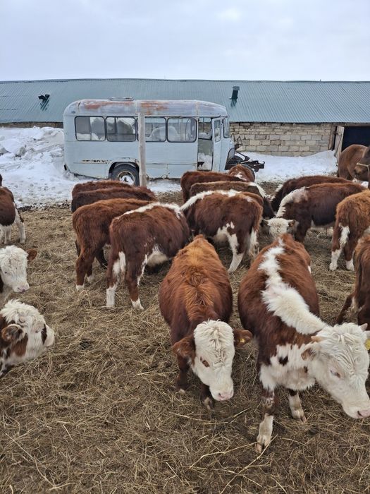 Продам быков молодняк